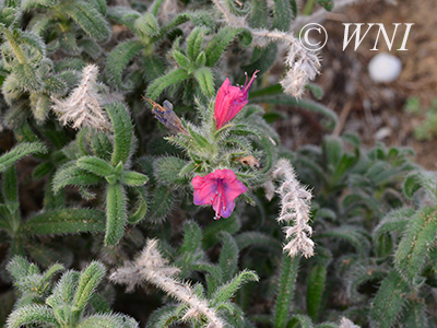 Narrow-leaved Viper-Bugloss (Echium angustifolium)